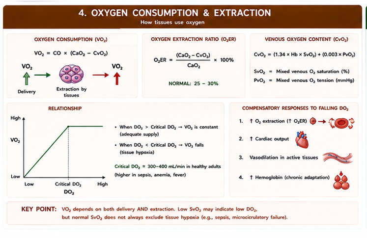 Oxygen Consumption Extraction VO₂